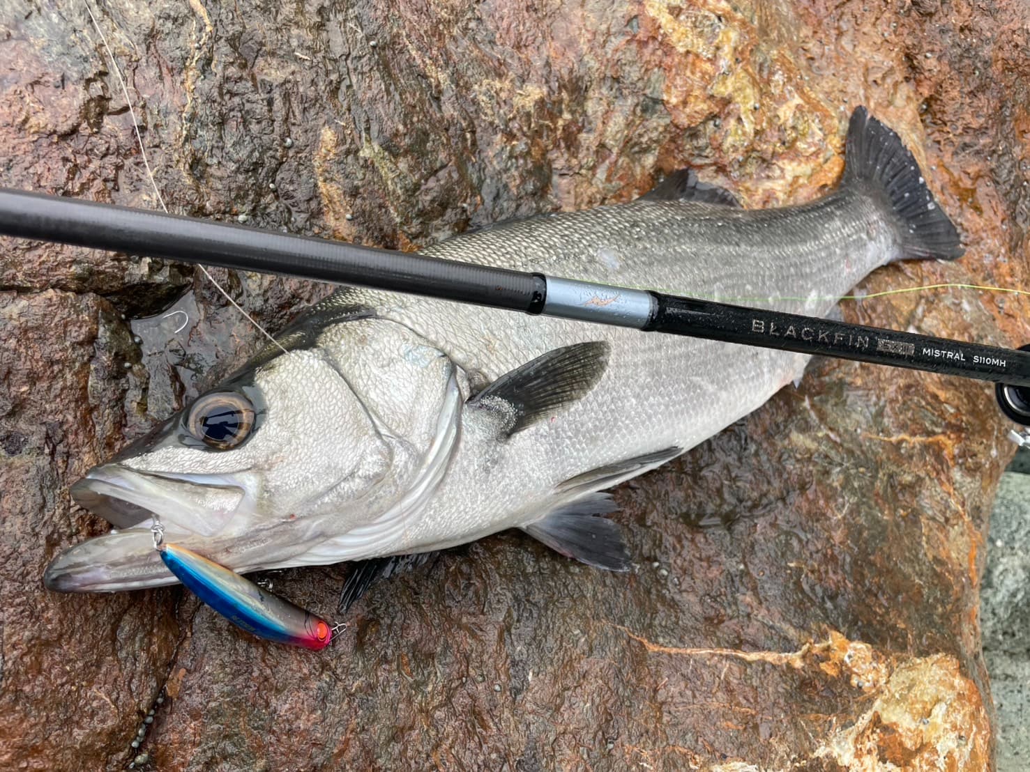 ヒラスズキ専用ロッド BLACK FIN EXⅢ ～ヒラスズキを確実に手にする